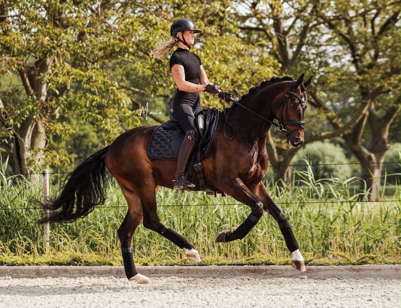 Figment EQ in canter under saddle