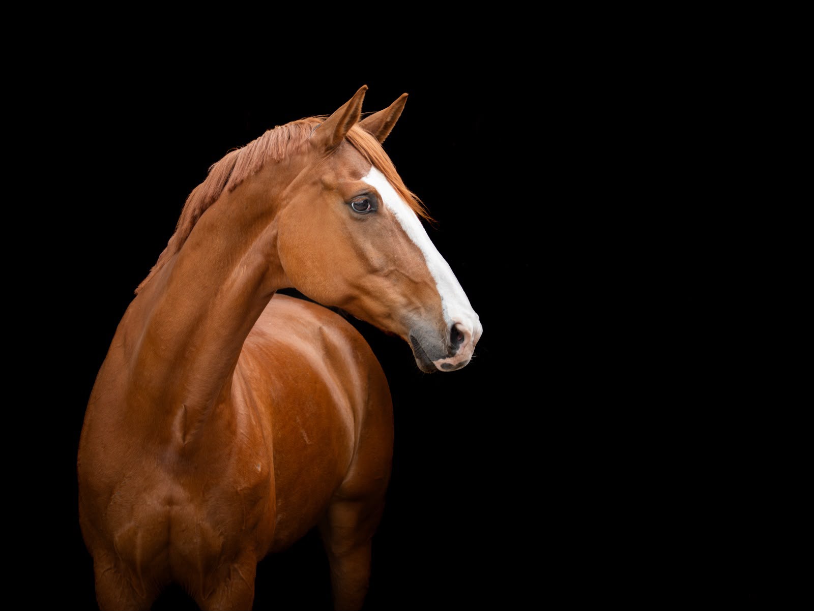 Jestelle studio portrait
