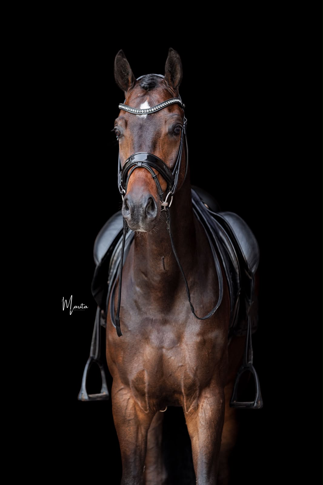 Dressage horse portrait on black background