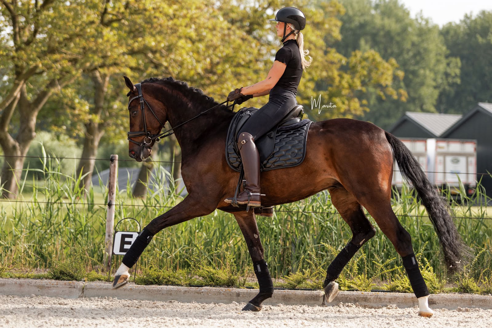 Trot work on the outdoor arena at Vos Dressage Horses